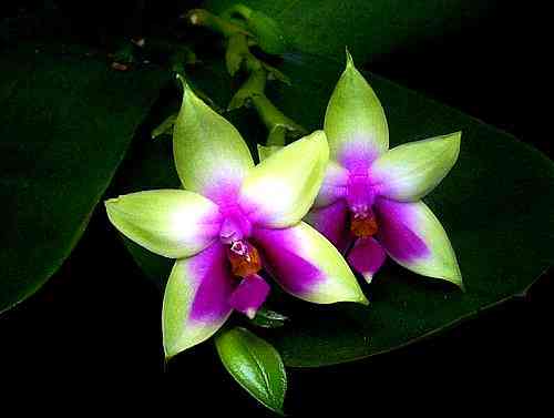 Phalaenopsis violacea borneo